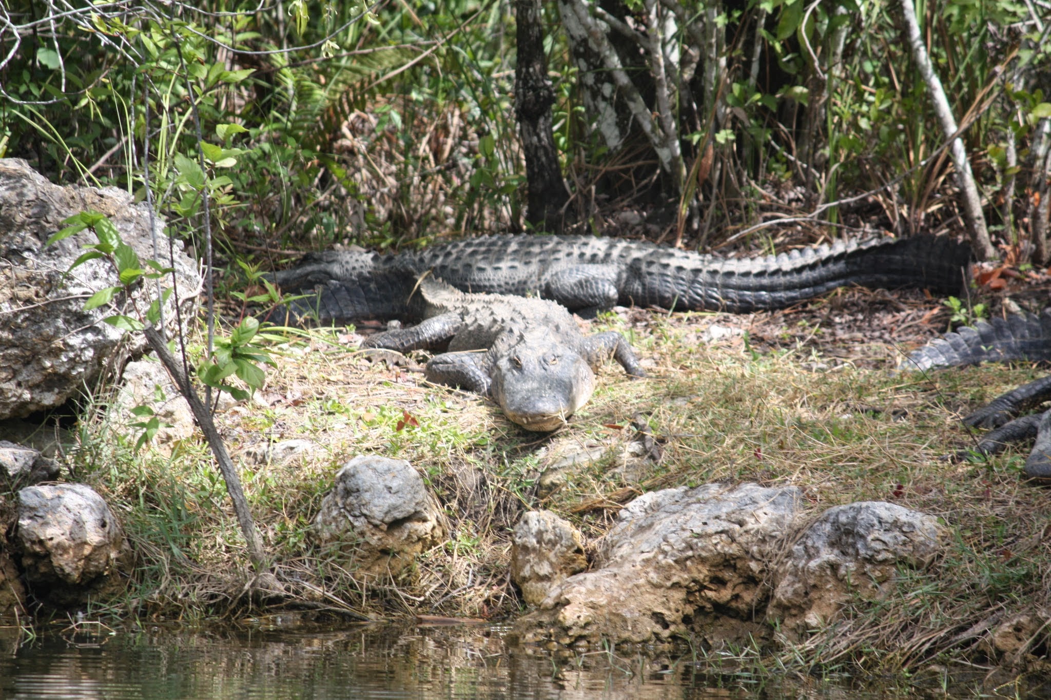 alligator
