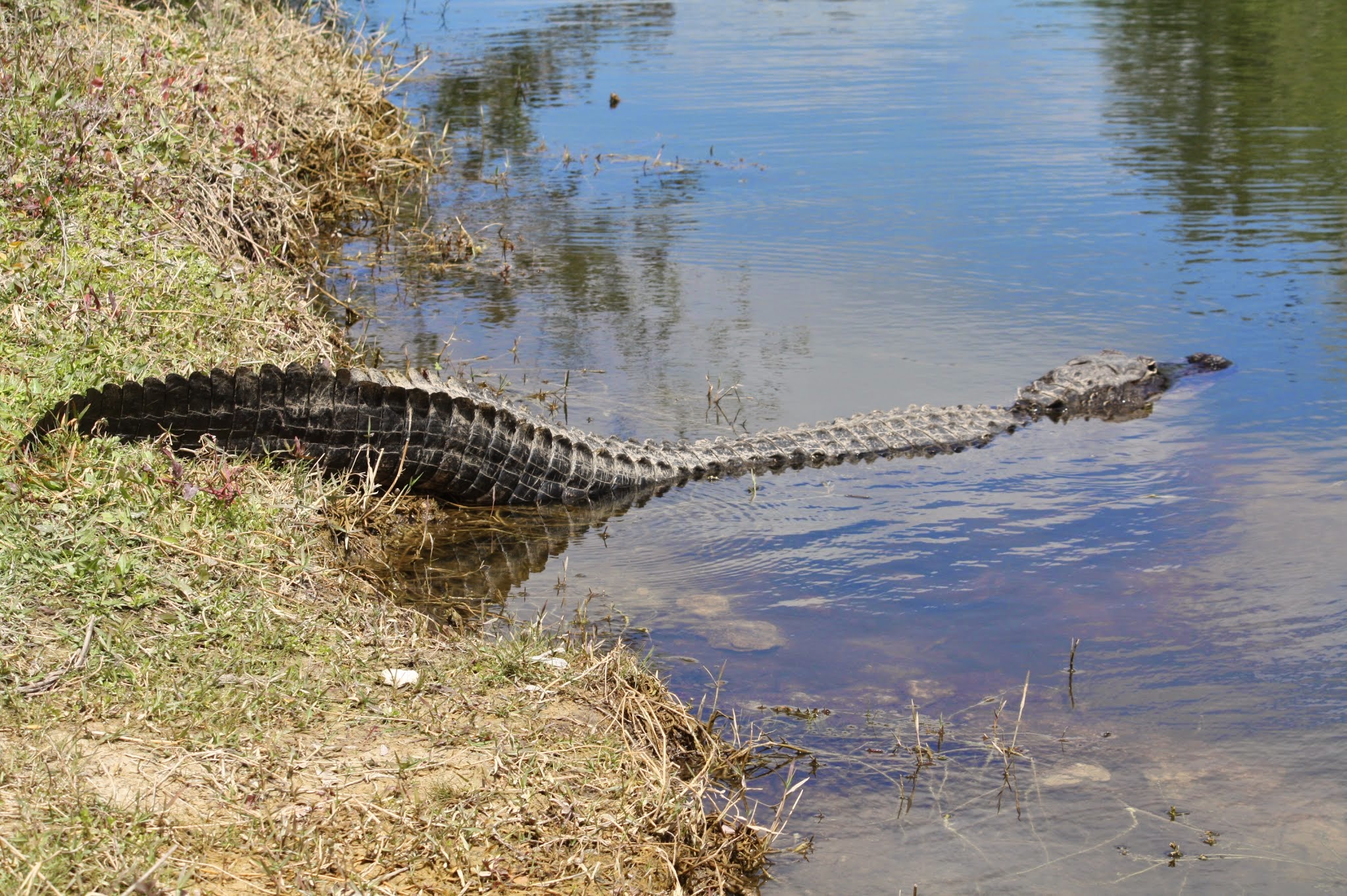 alligator