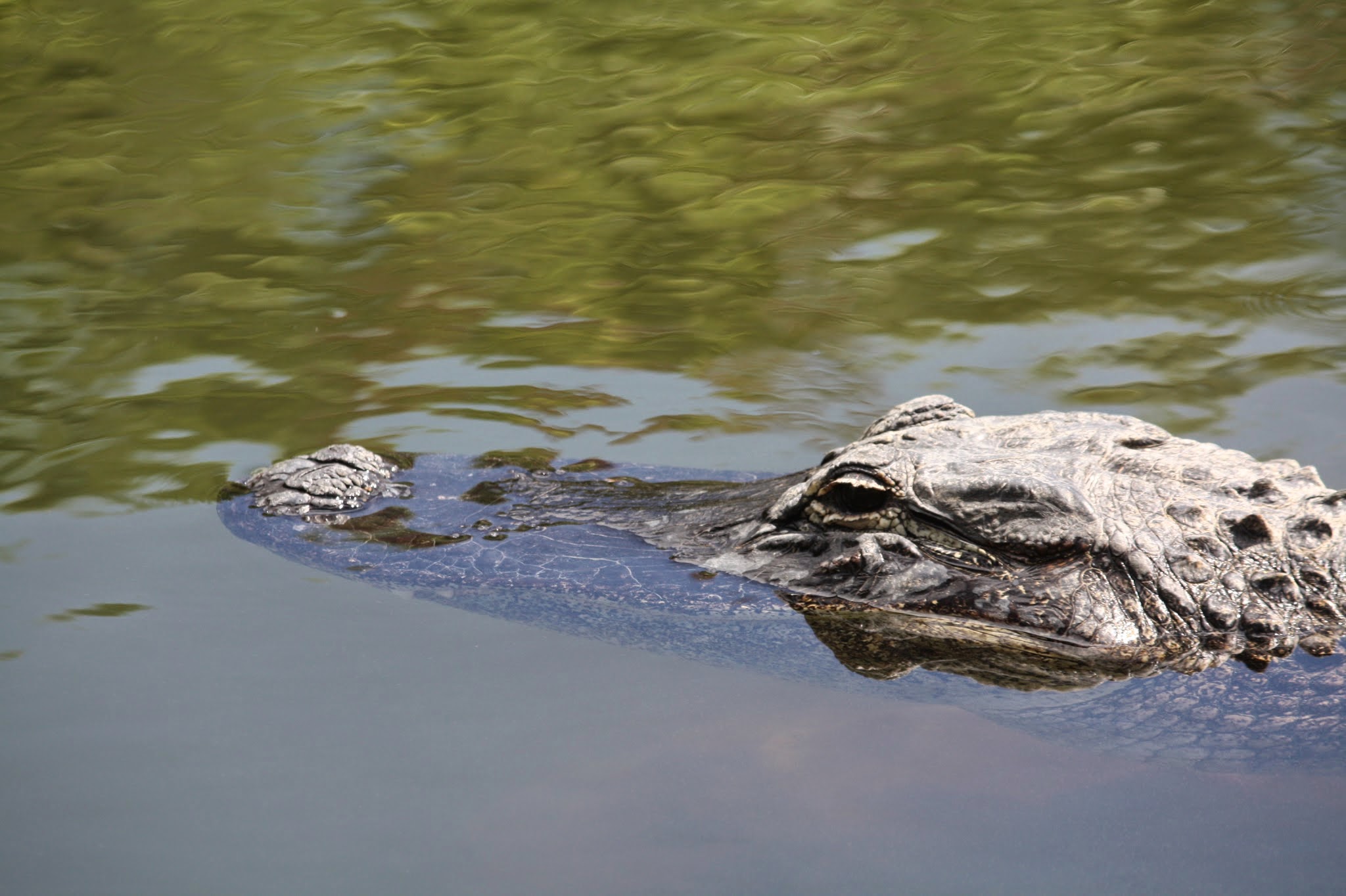 alligator