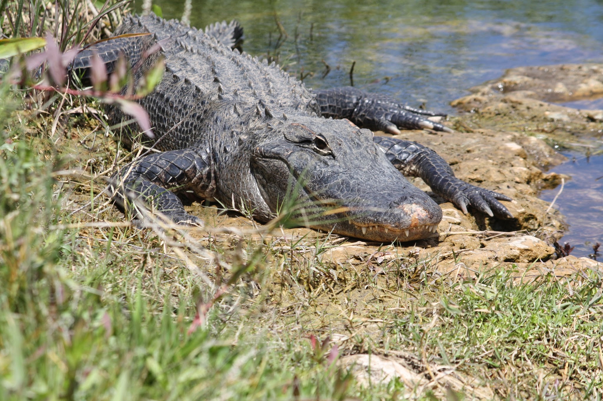 alligator