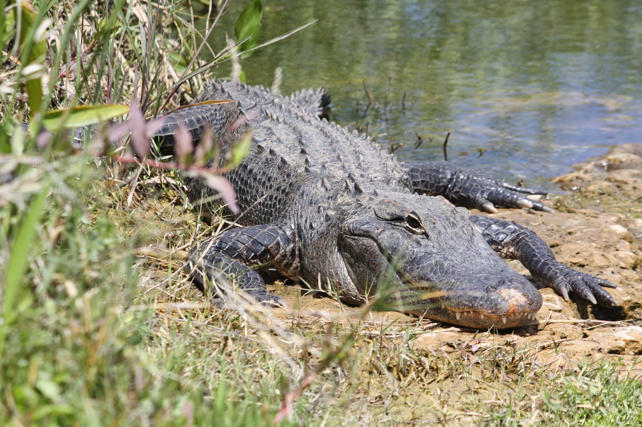 alligator