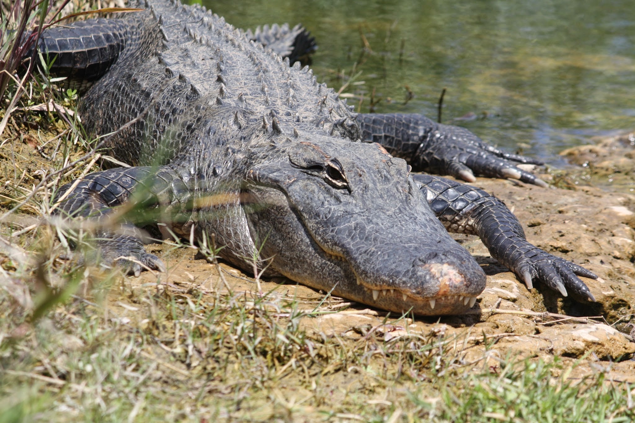 alligator