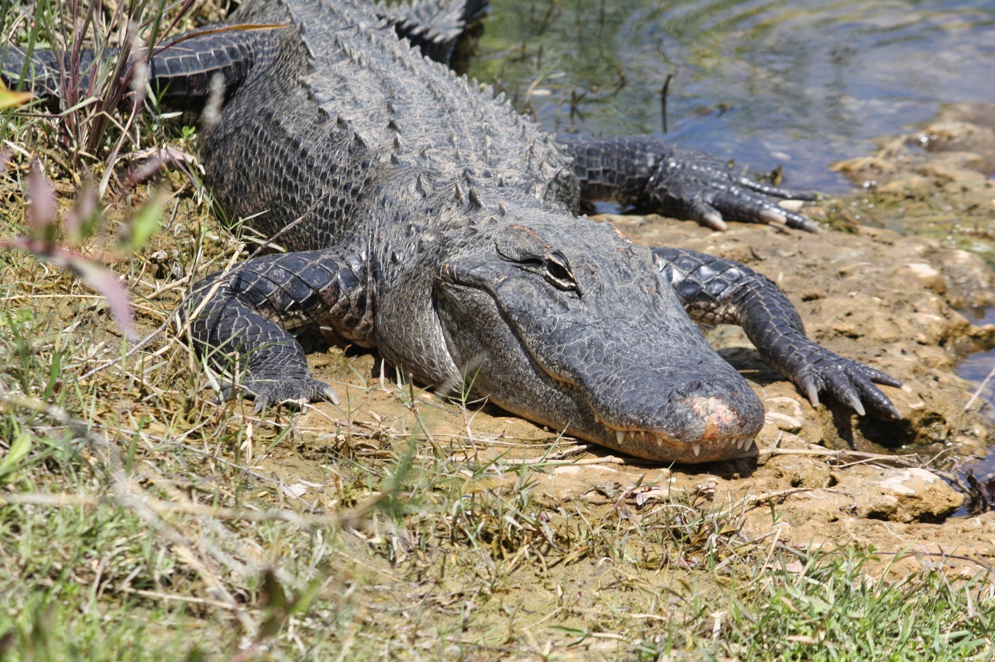 alligator