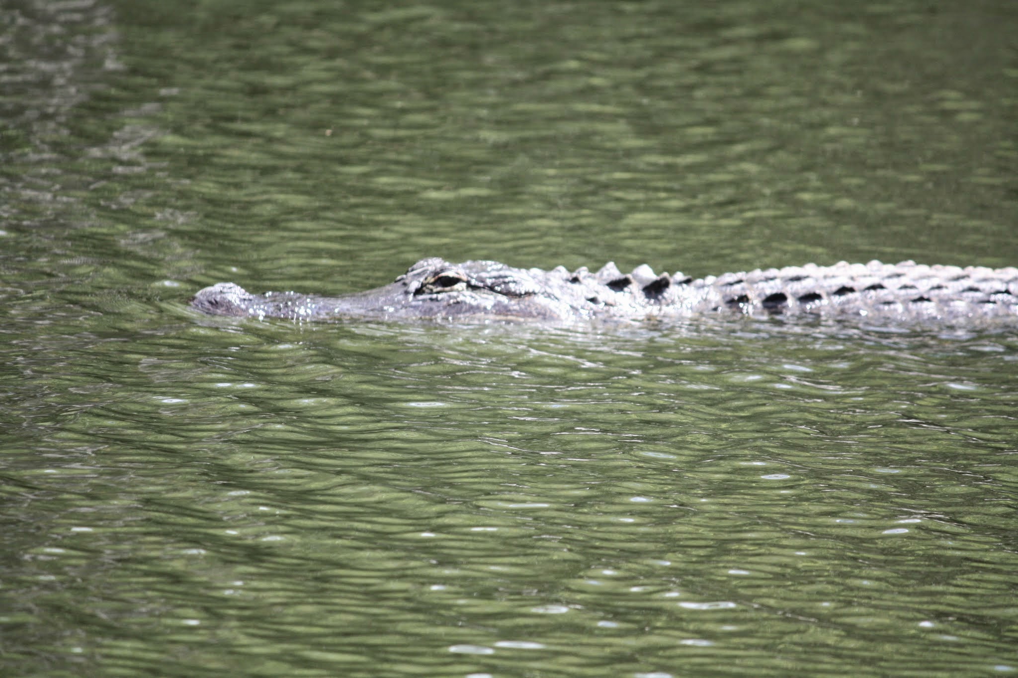 alligator