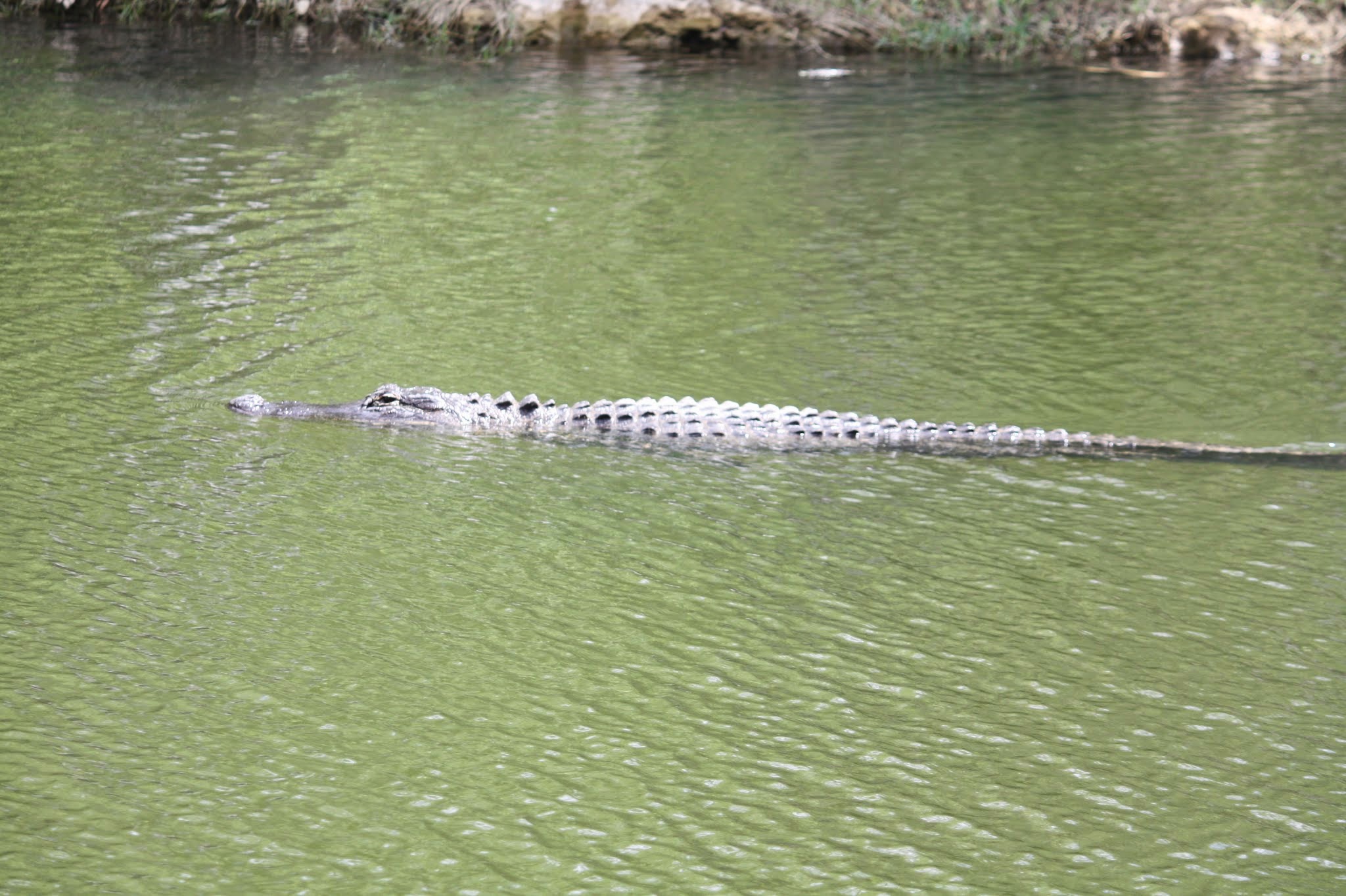 alligator