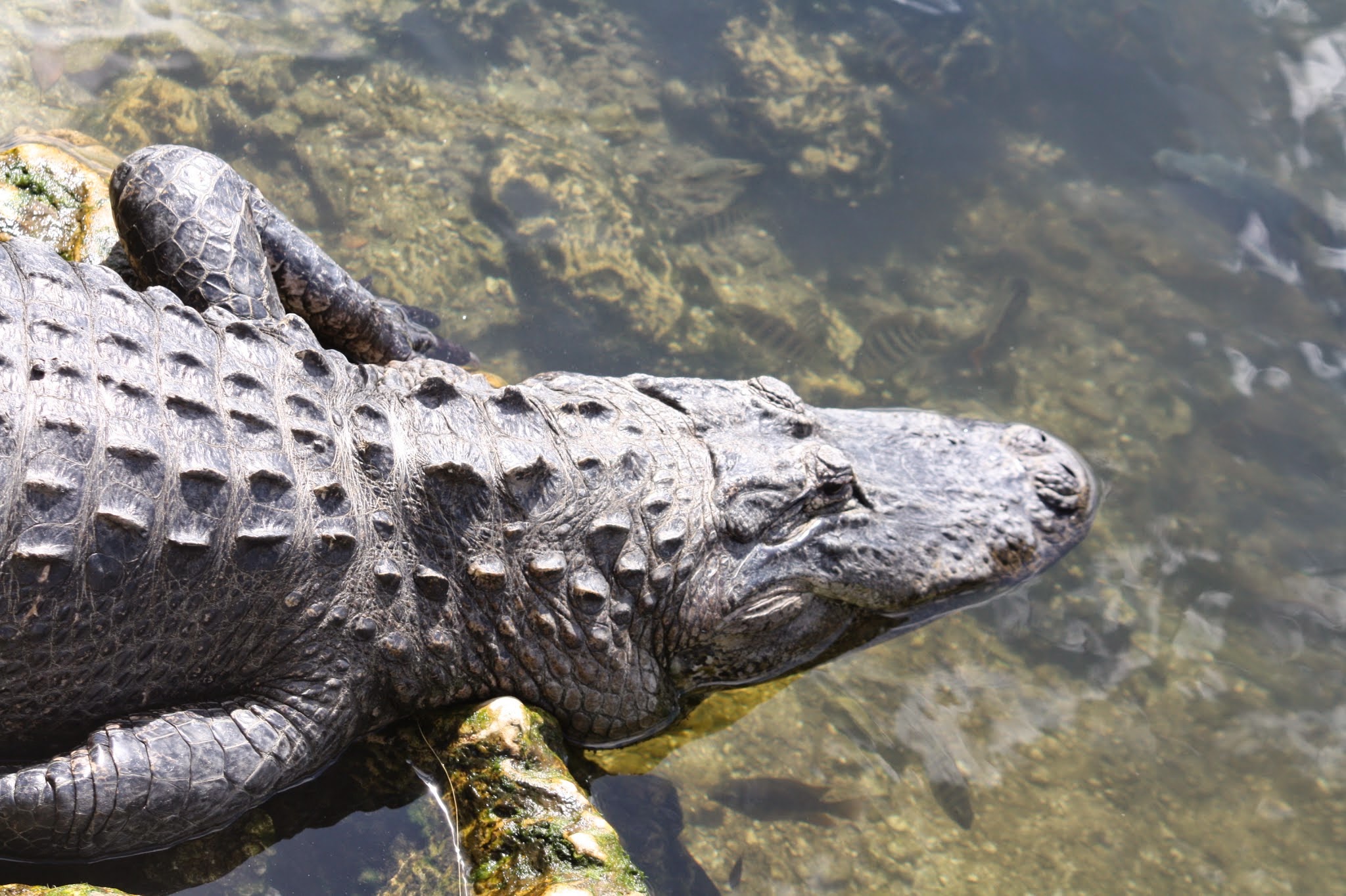 alligator