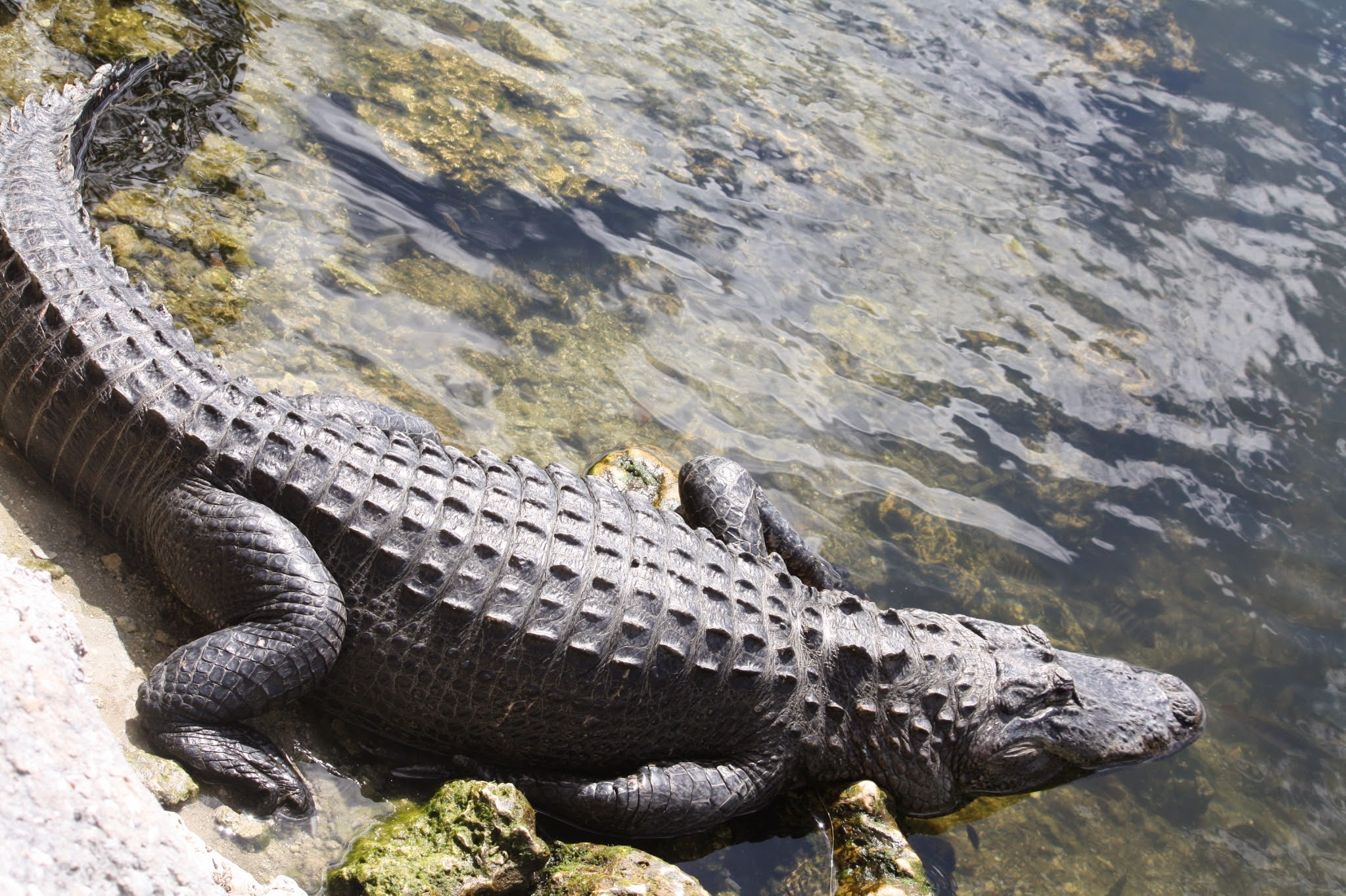 alligator