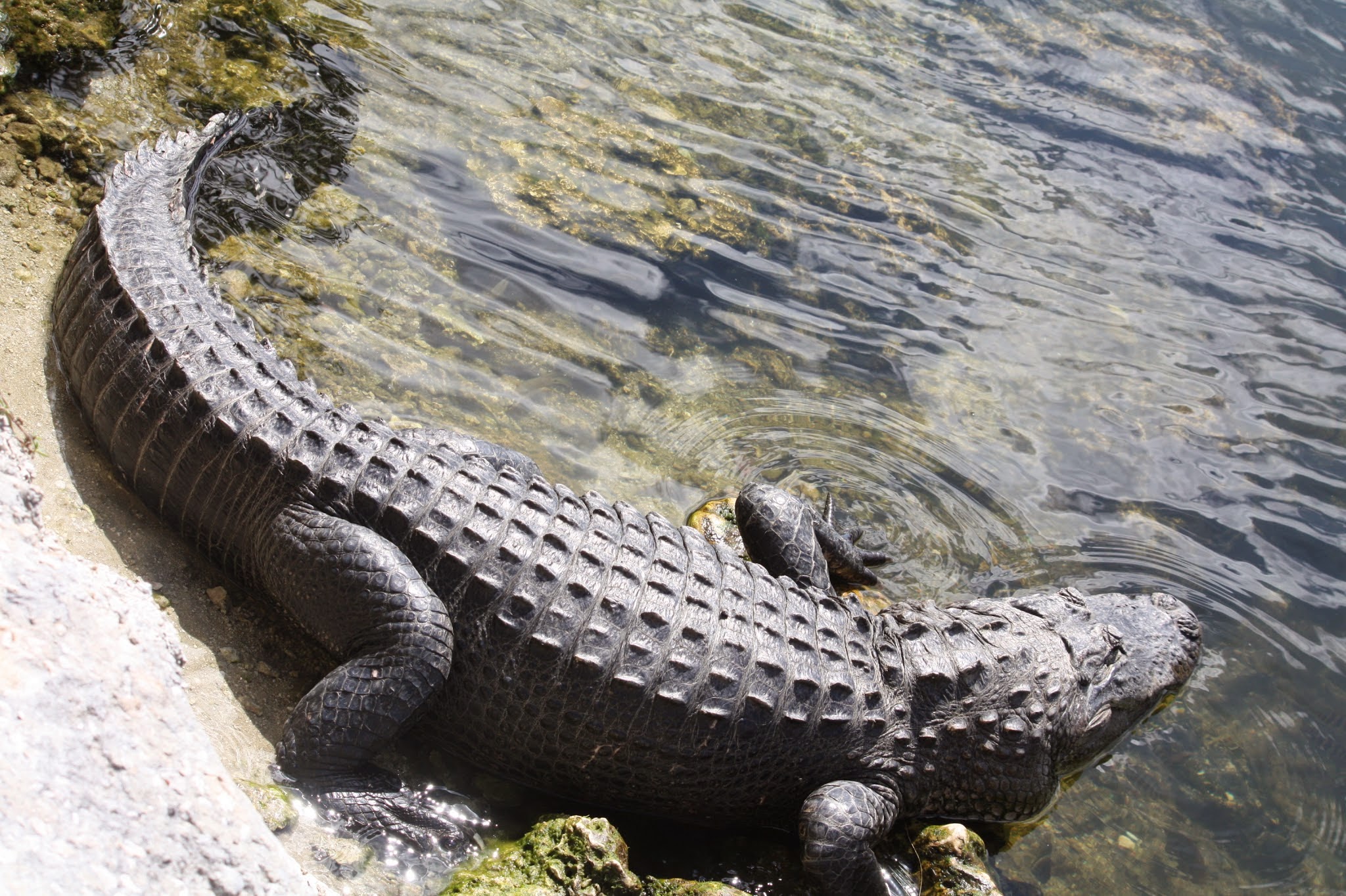 alligator
