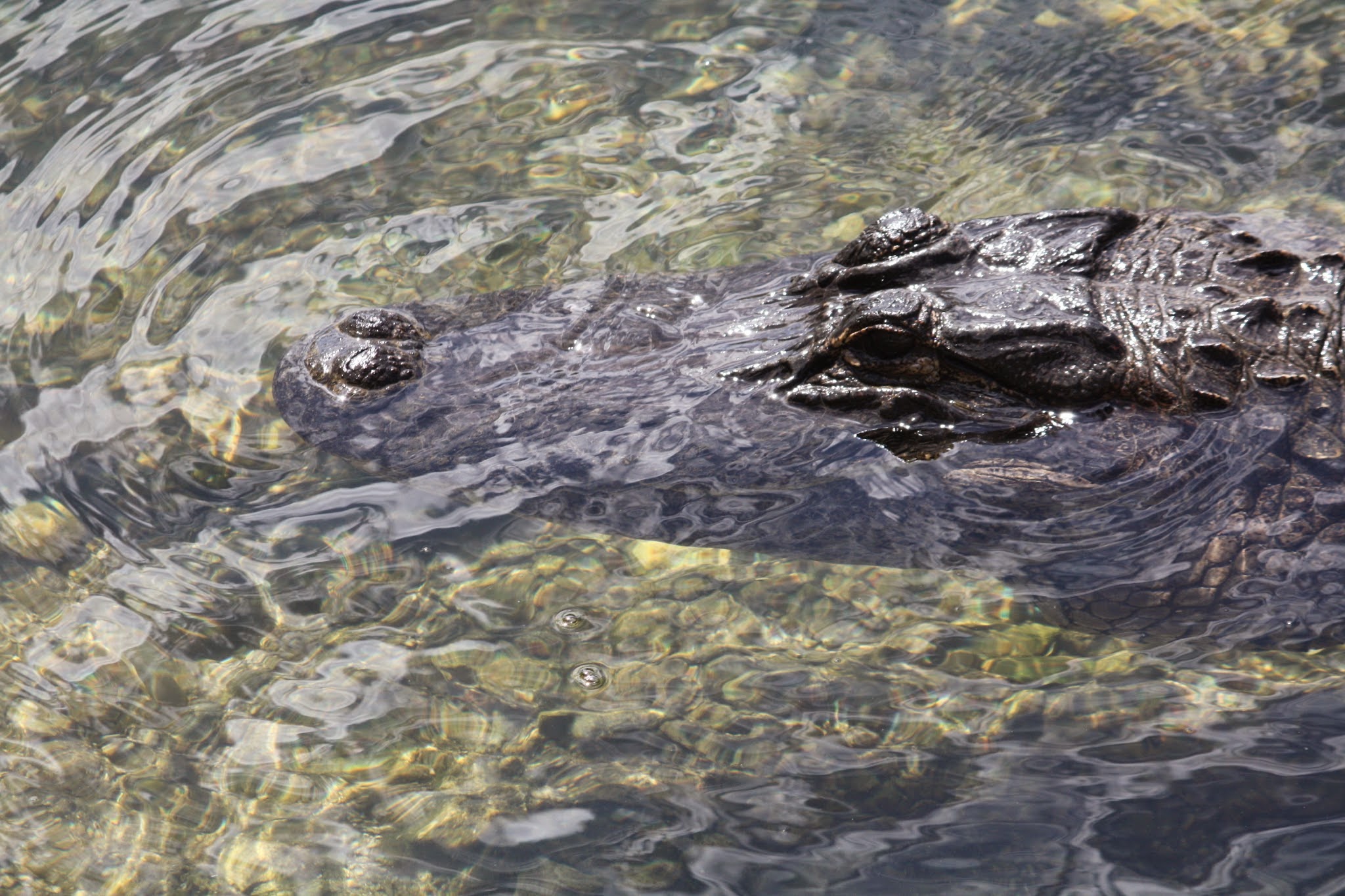 alligator
