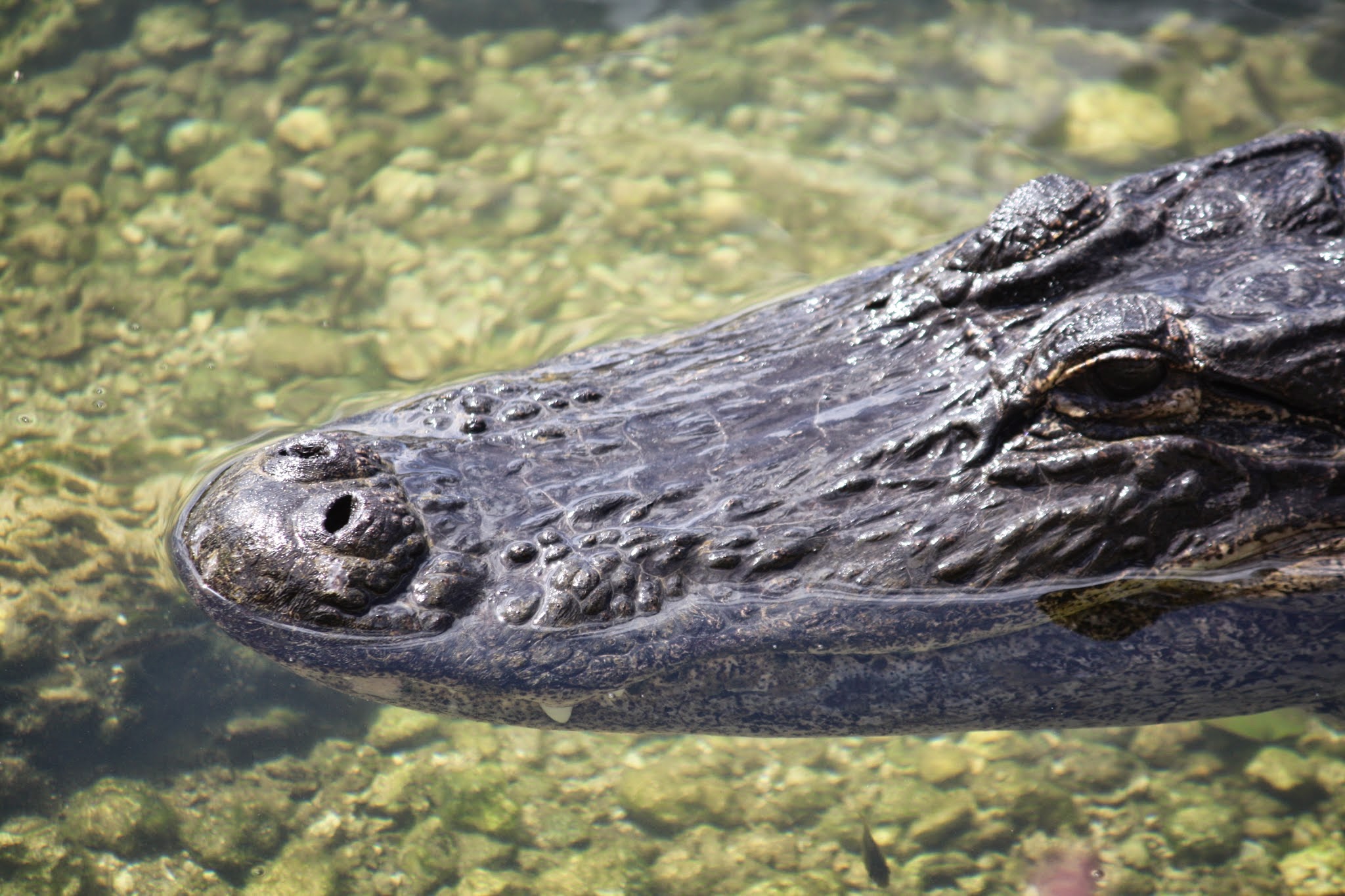 alligator