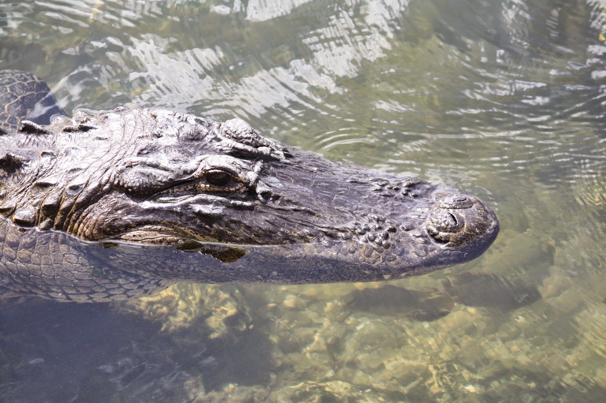 alligator
