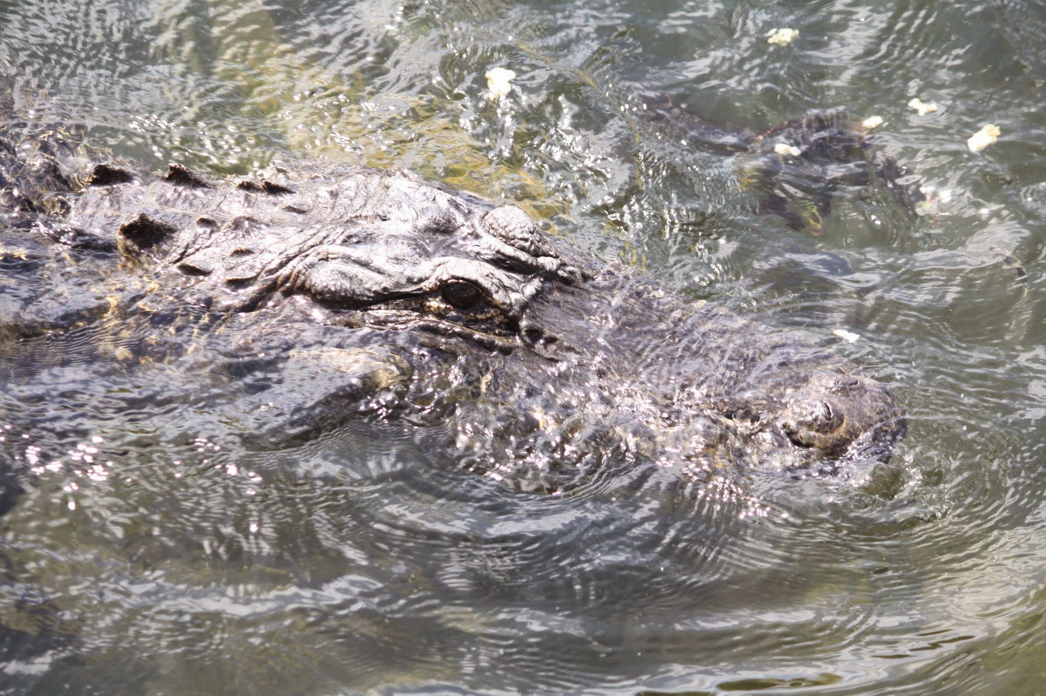 alligator