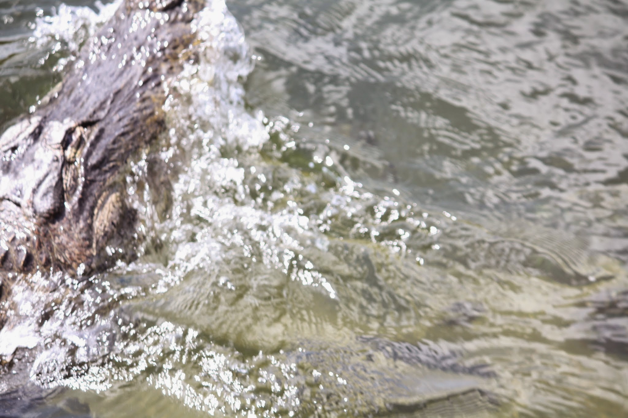 alligator