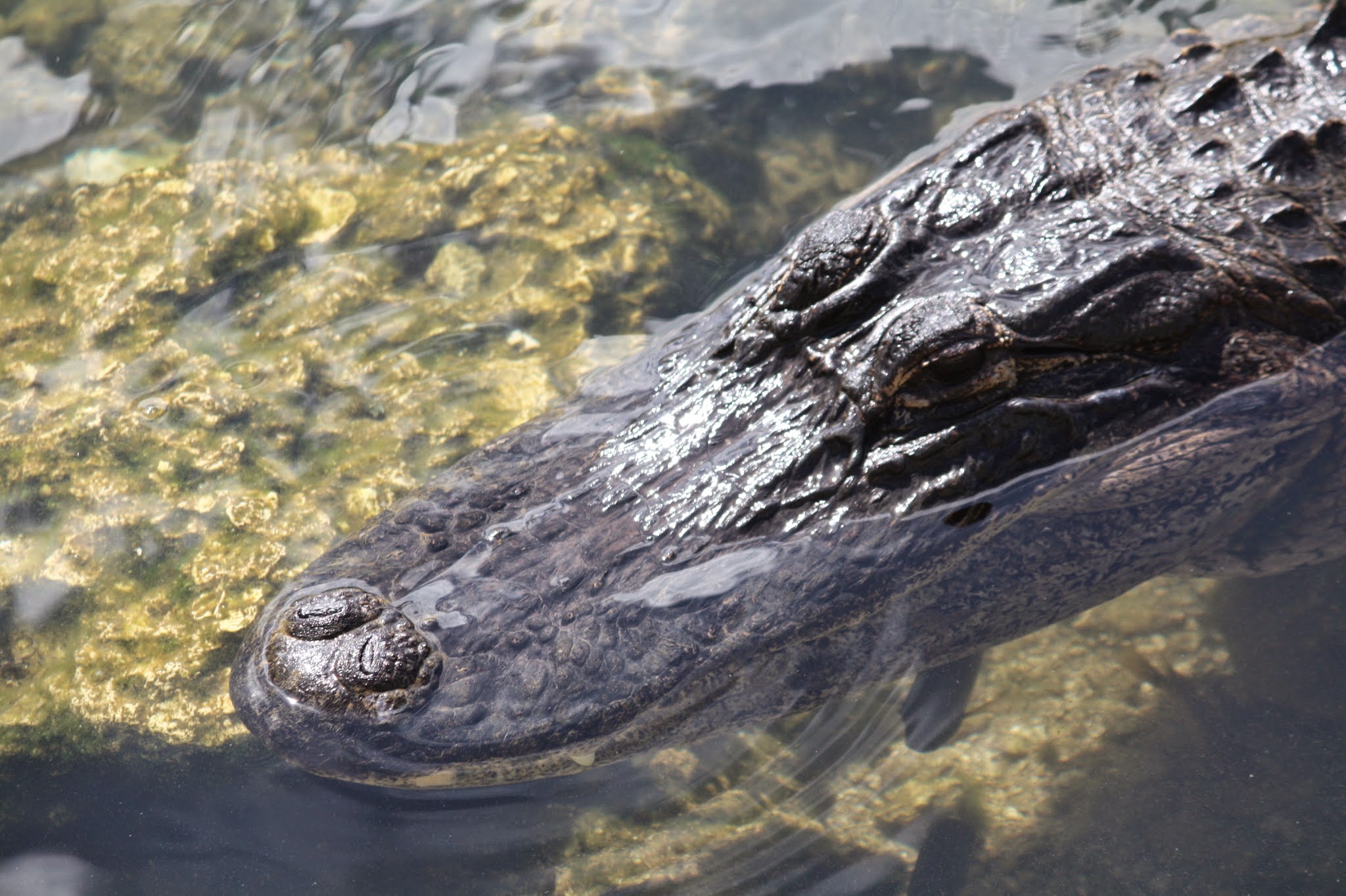 alligator