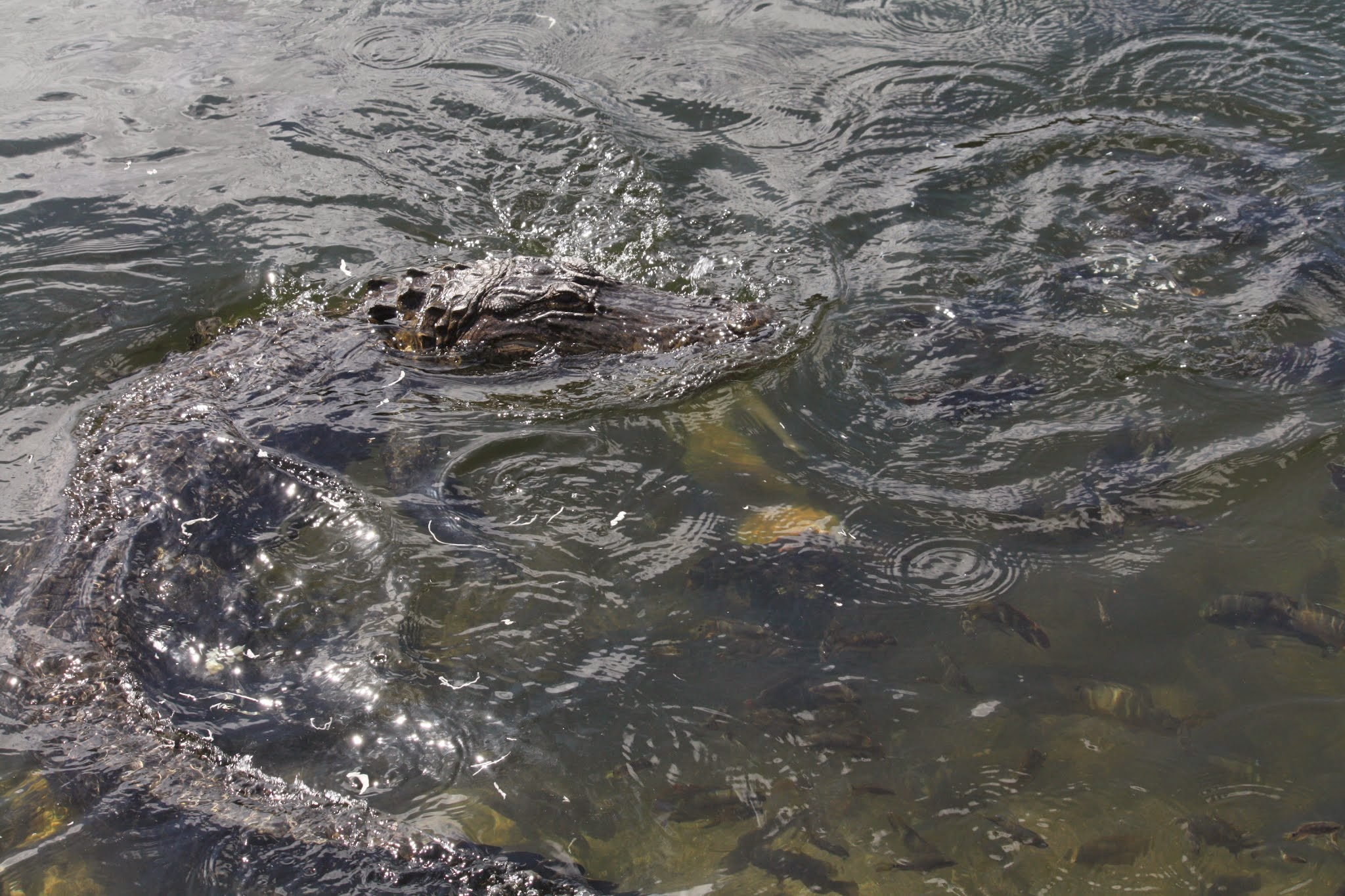 alligator