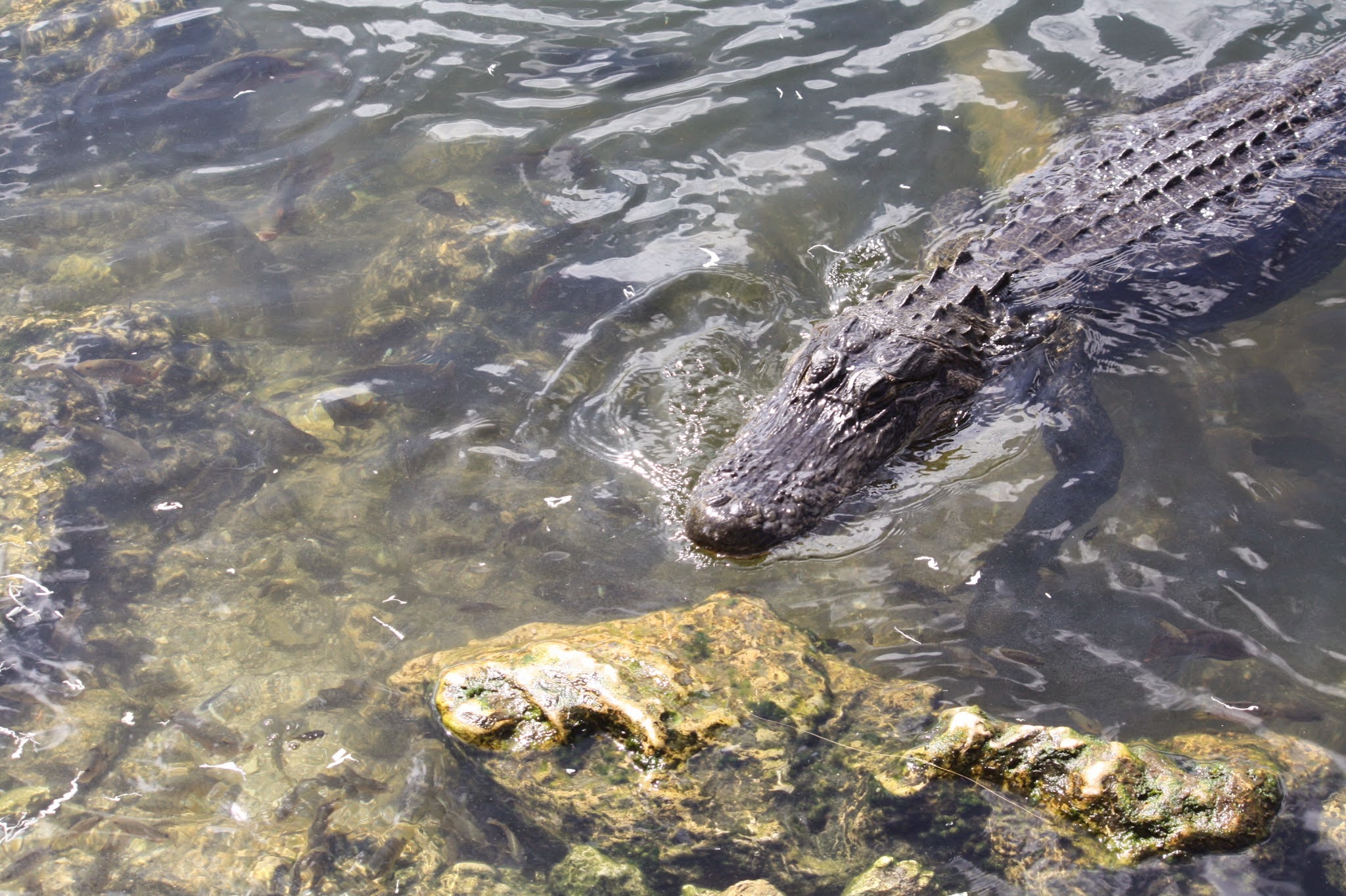 alligator
