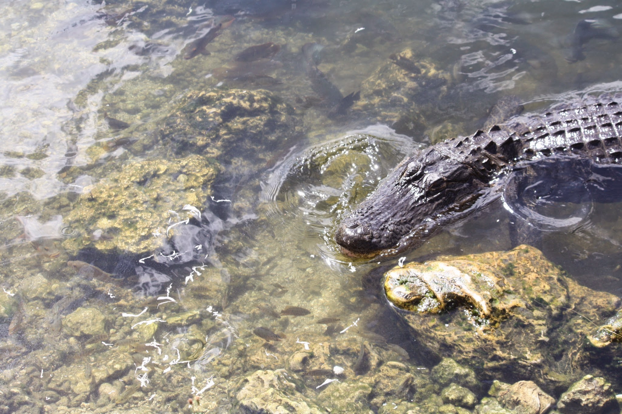 alligator