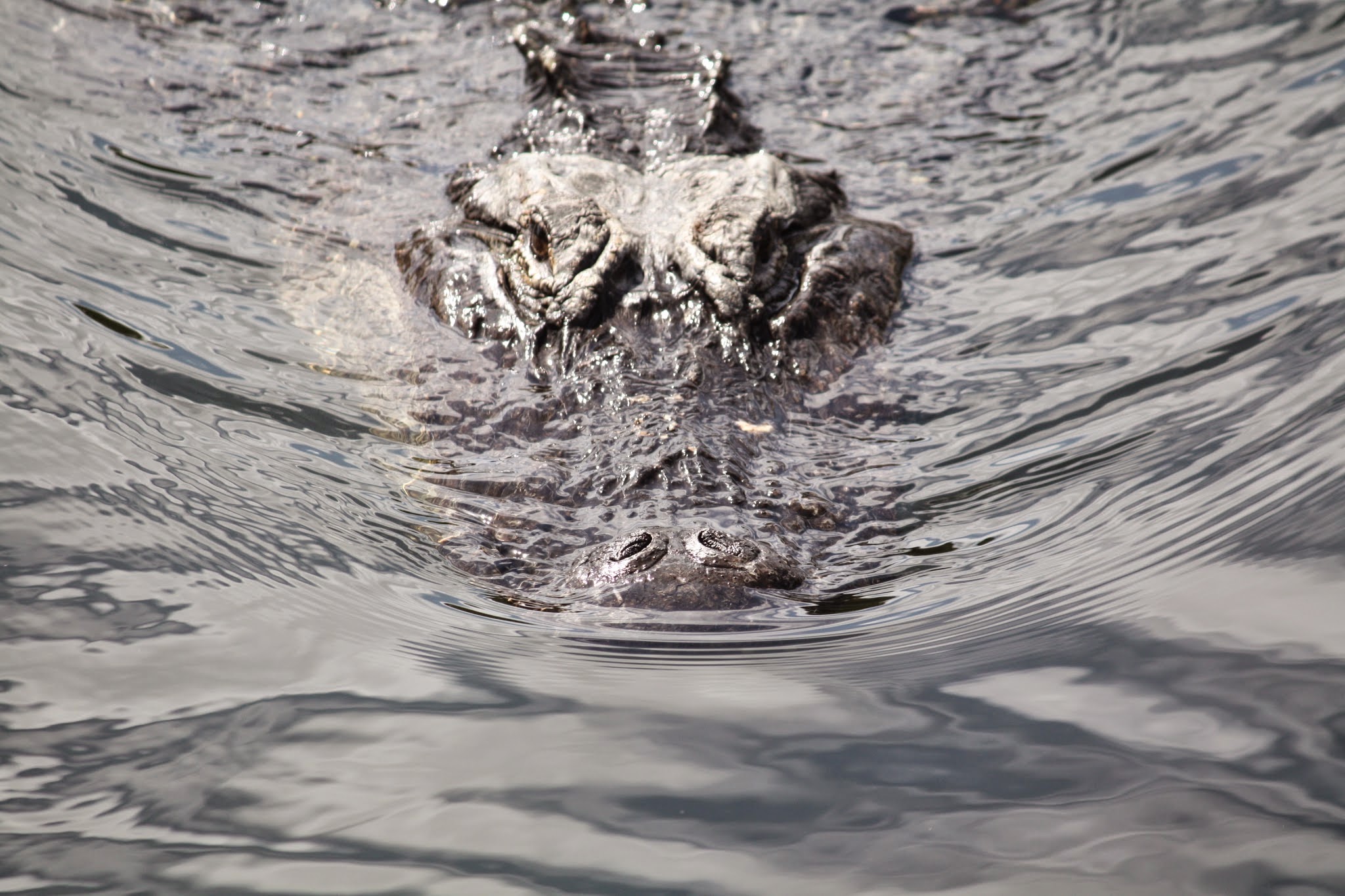 alligator