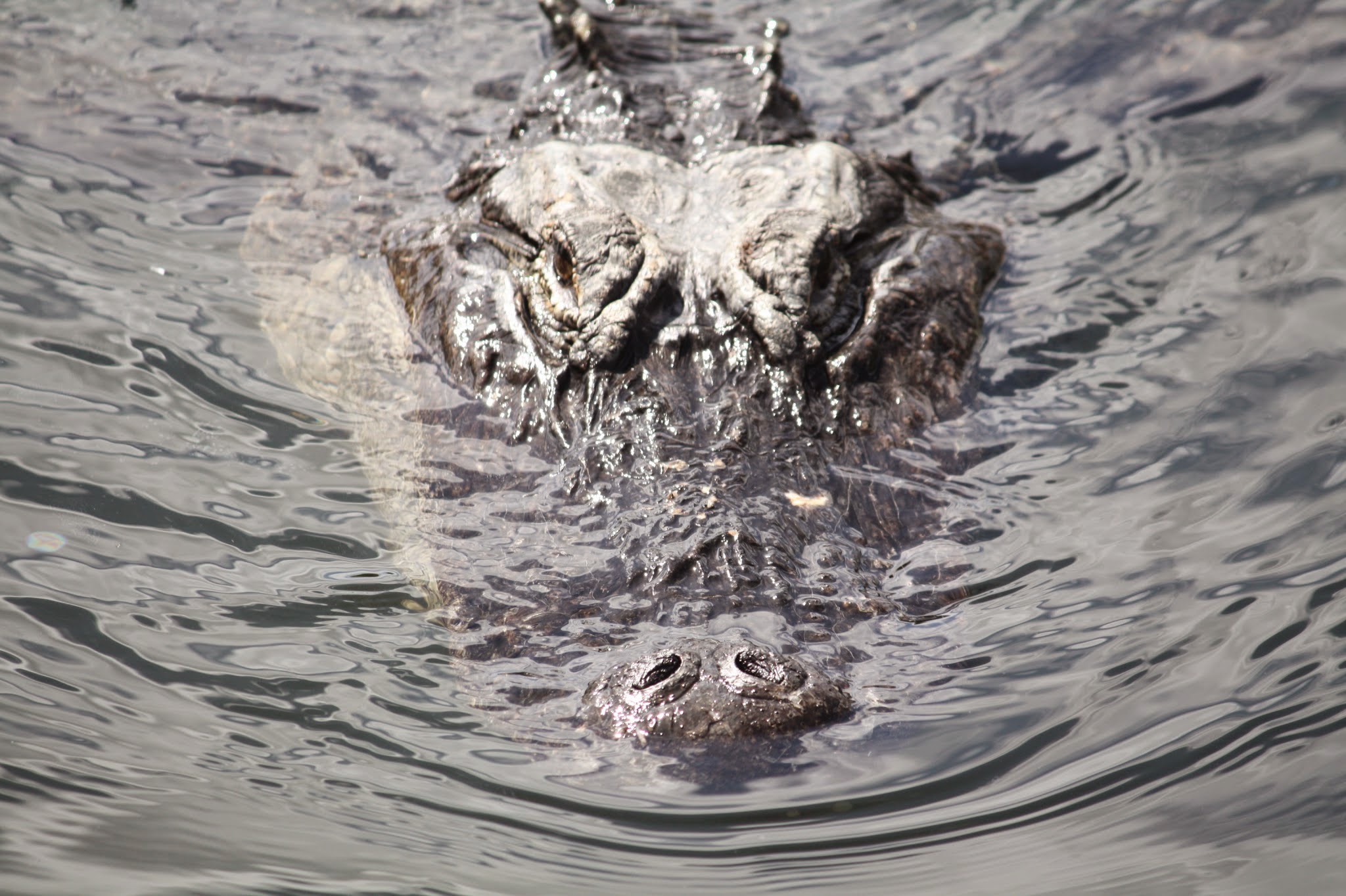 alligator