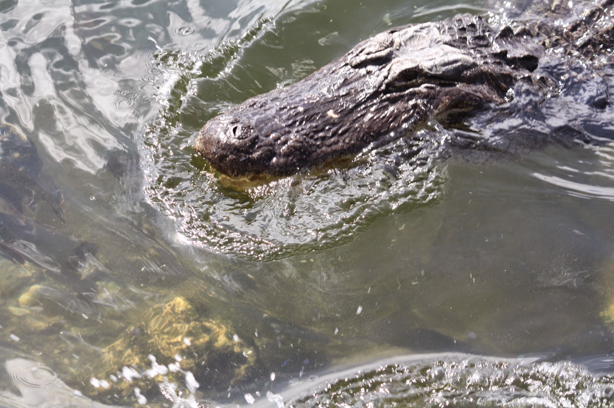 alligator