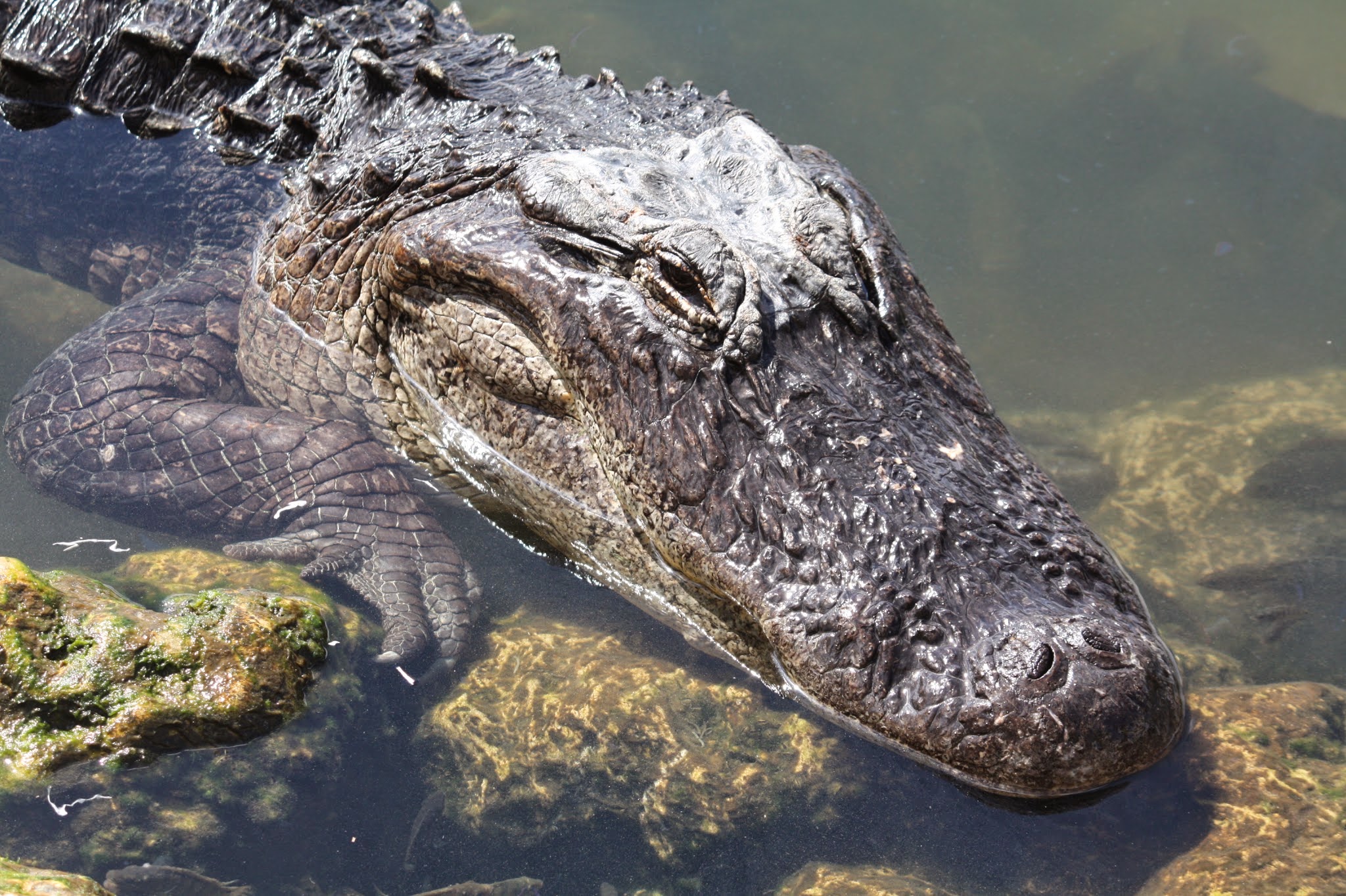 alligator