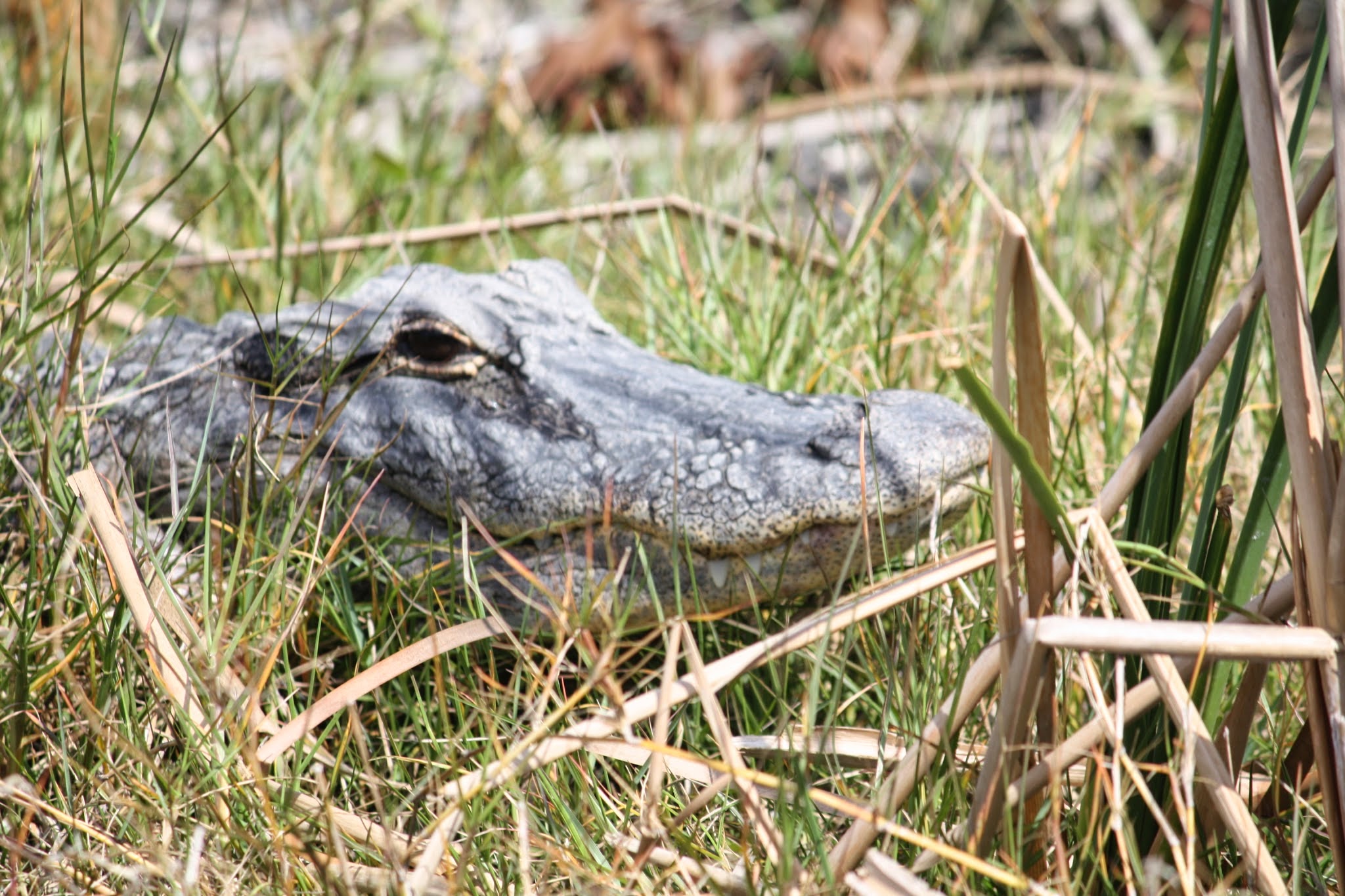 alligator