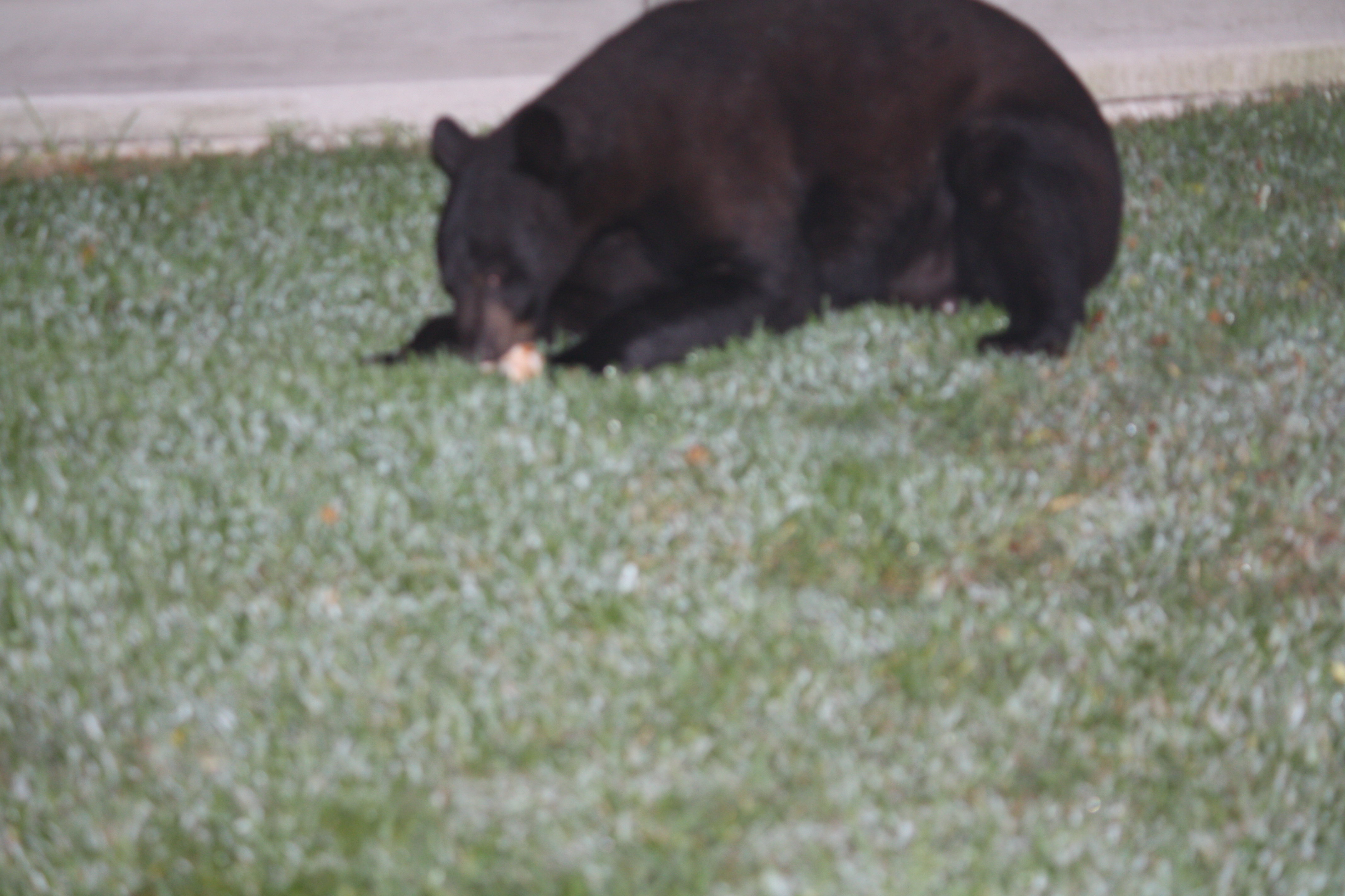 bear