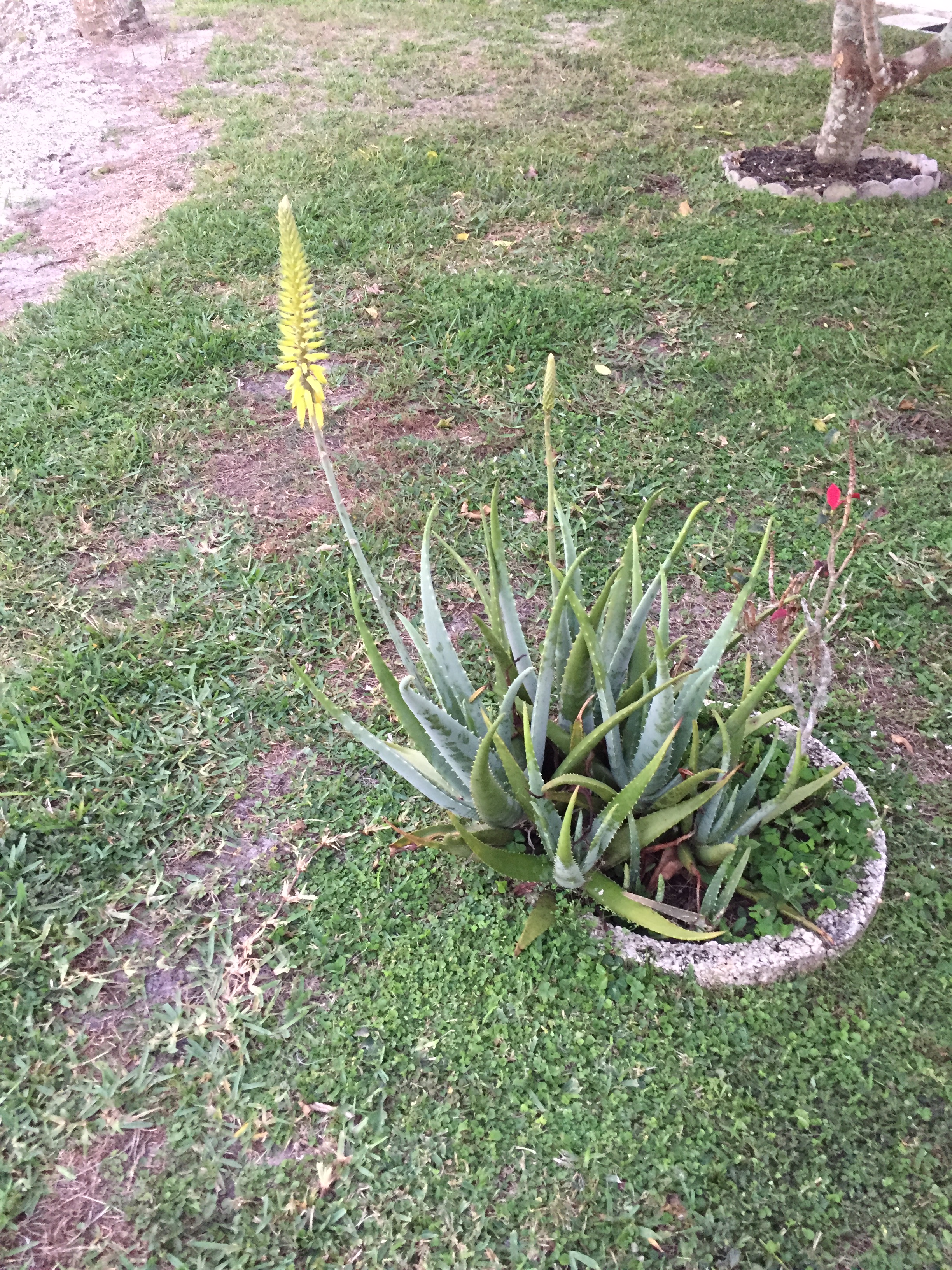 Aloe Vera