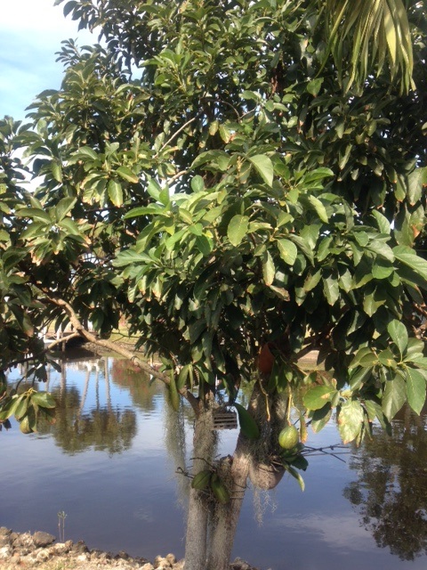 Avacado Tree