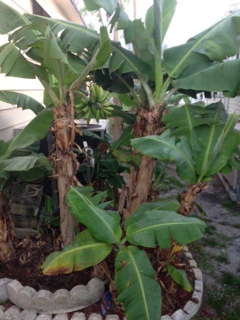 Banana Plant