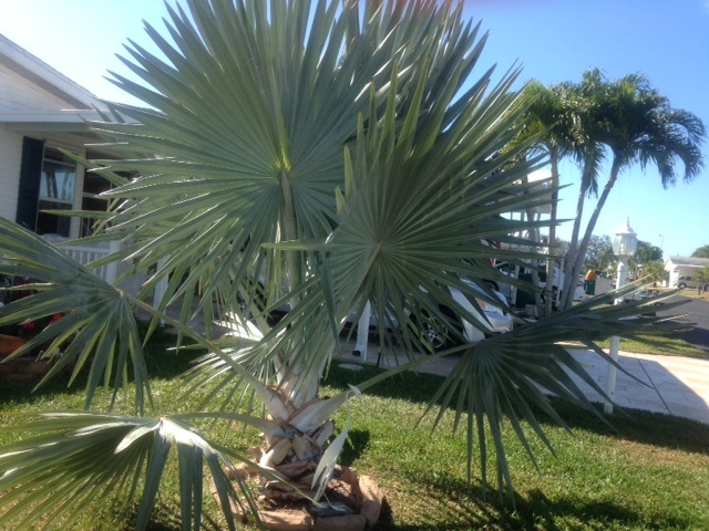 Bismark Palm