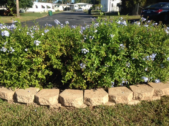 Blue Plumbago