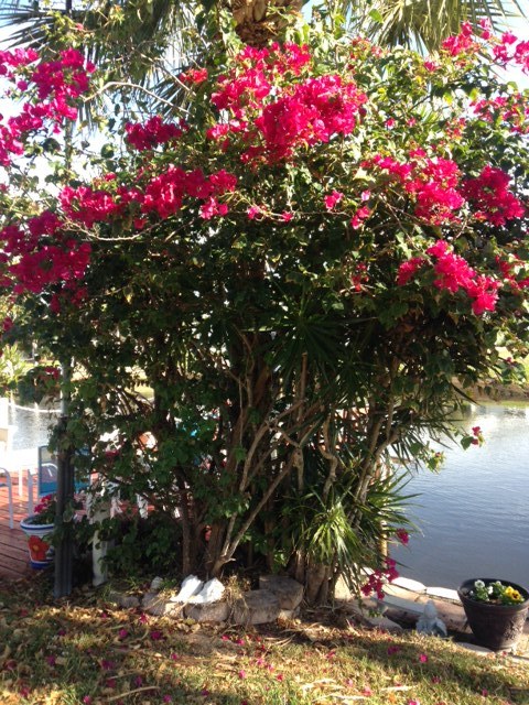 Bougainvillea