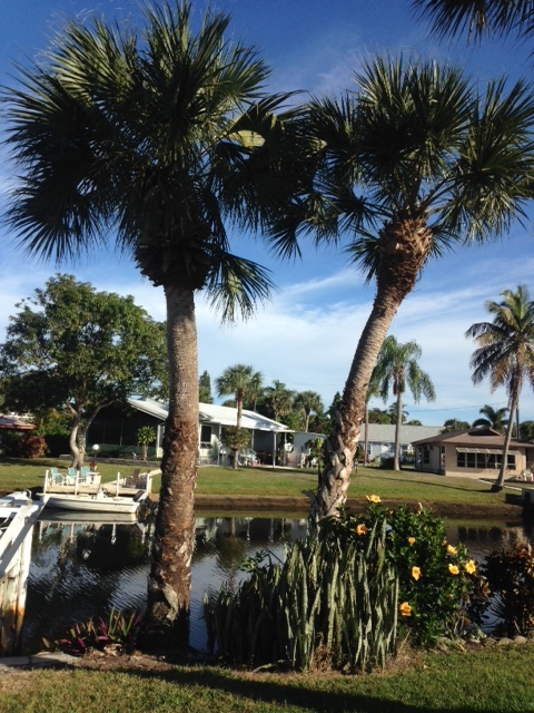 Cabbage Palm