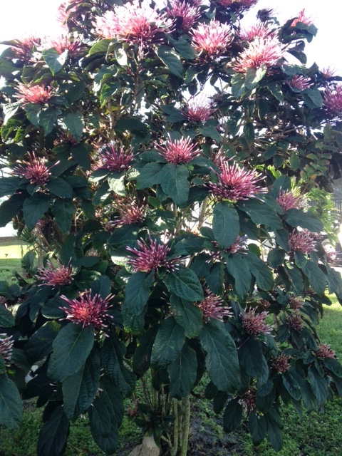 Clerodendrum 