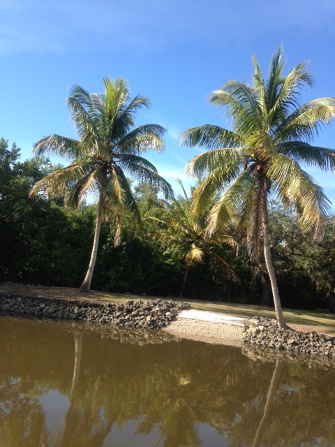 Coconut Palm