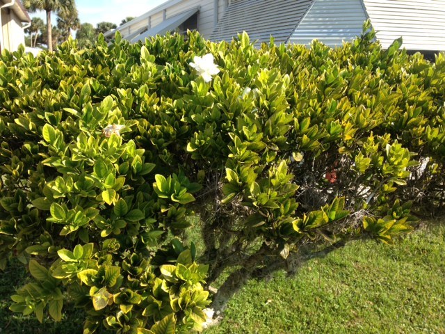 gardenia Bush