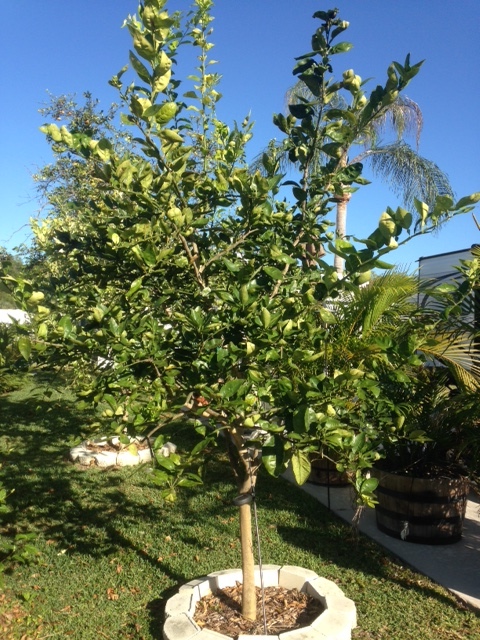 Lemon Tree