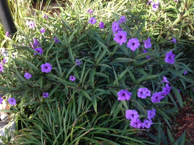 Mexican Petunia