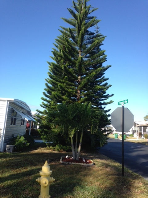 Norfolk Island Pine 