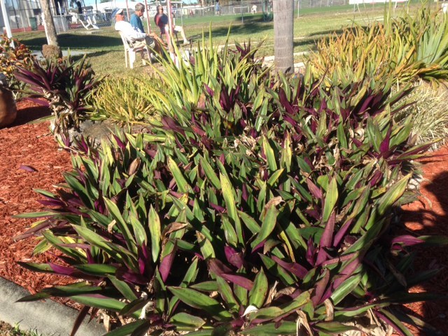 Oyster Plant