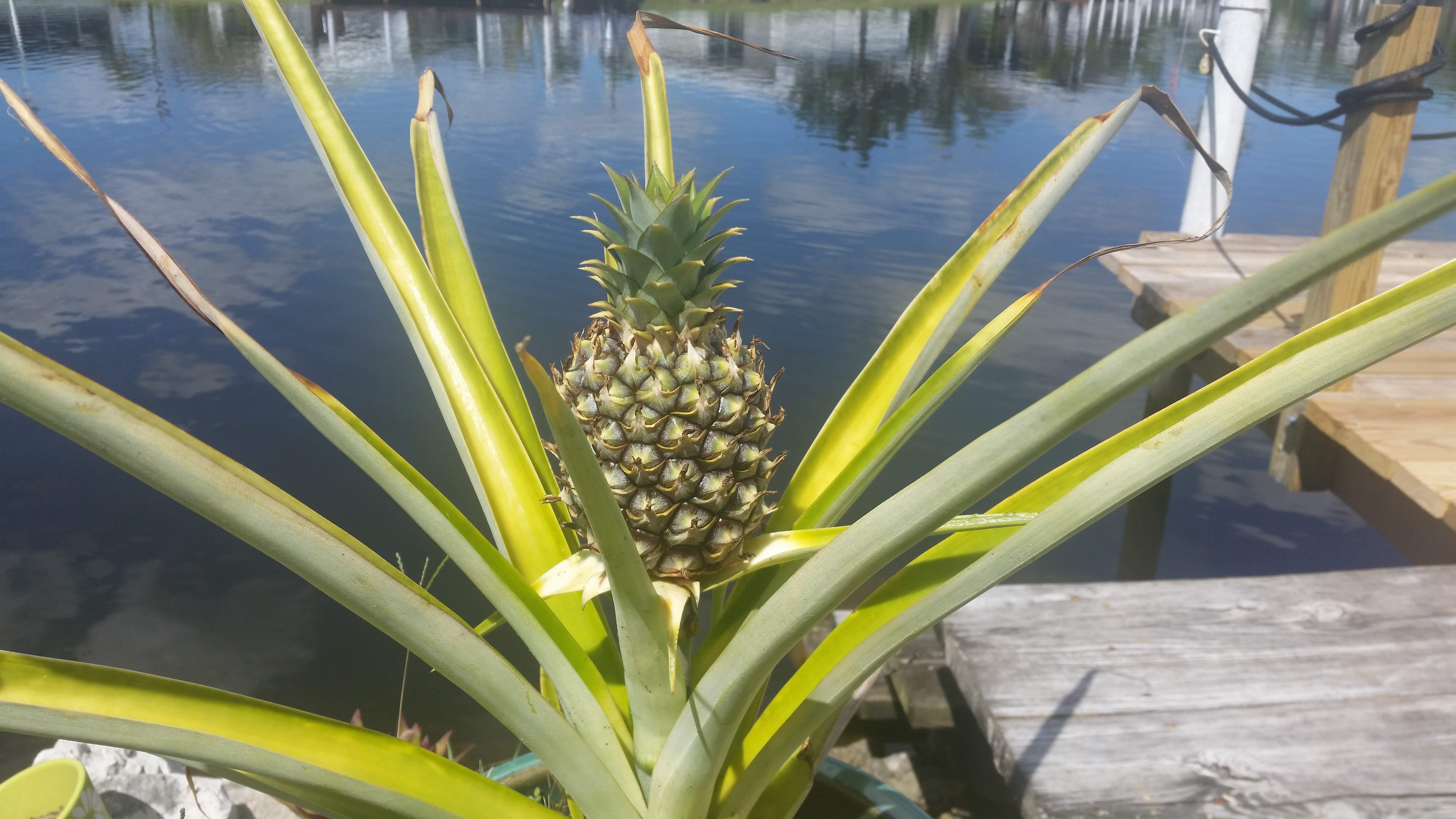 Pineapple