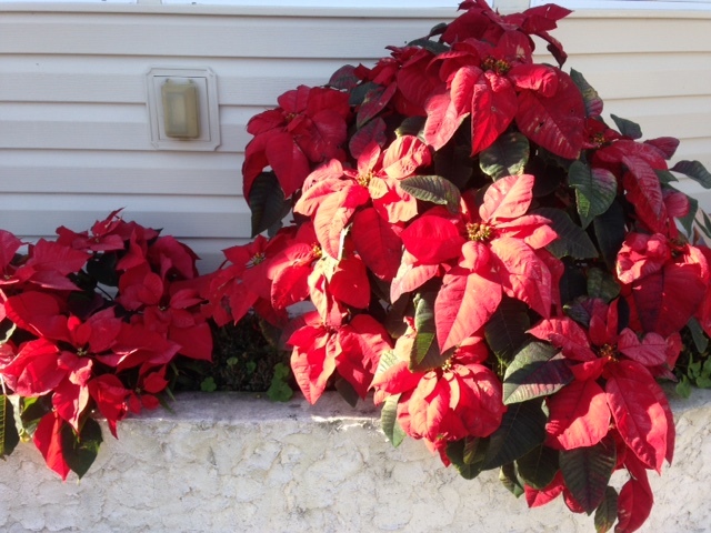 Poinsettia Plant