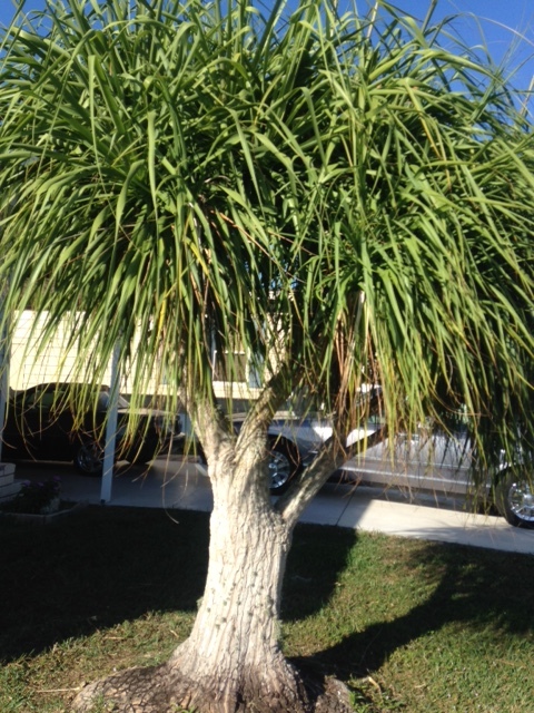 Ponytail Palm