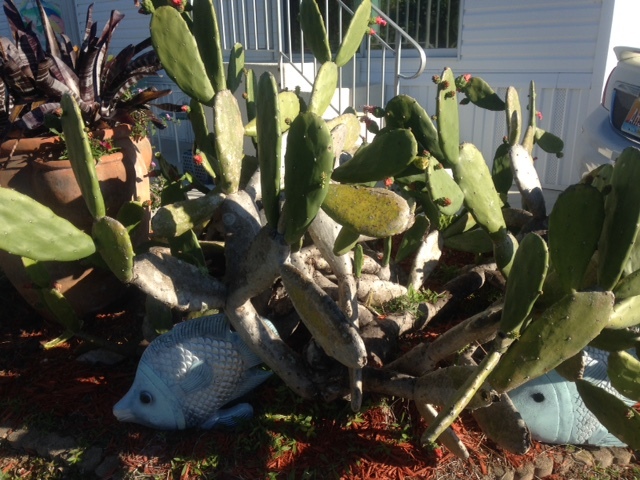 Prickley Pear Cactus