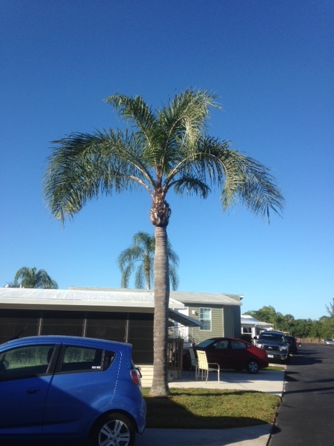 Queen Palm 