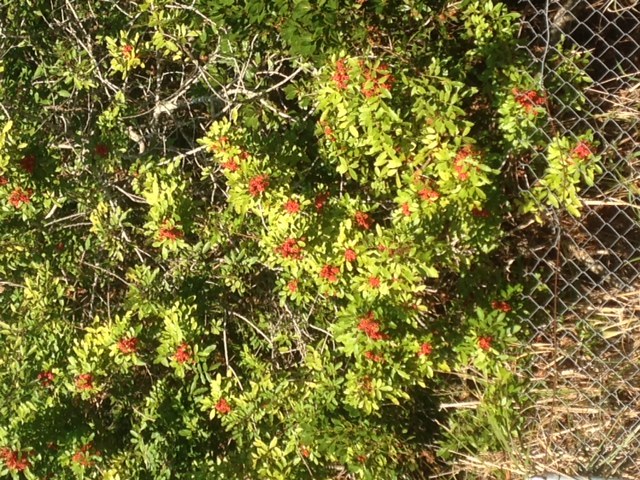 Brazilian Pepper Tree