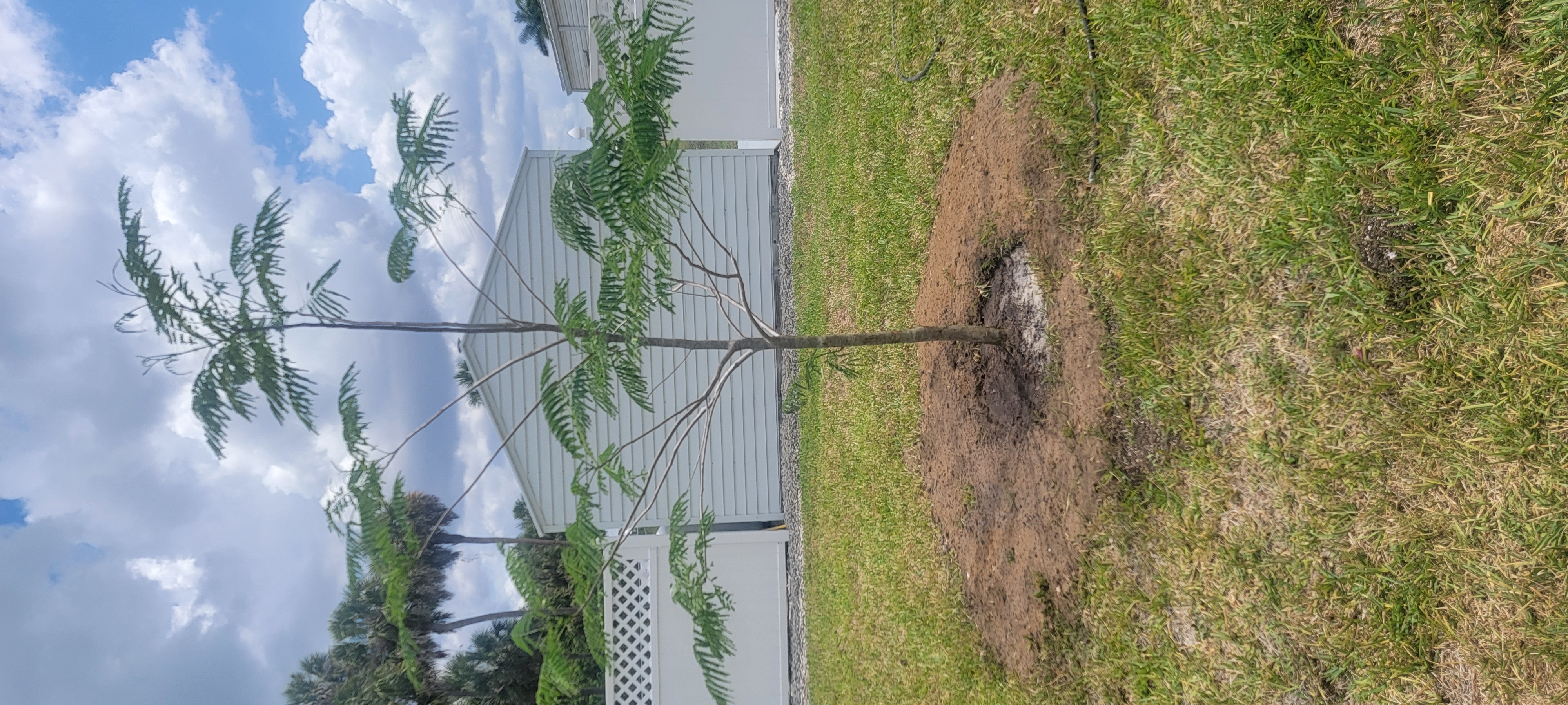 Royal Poinciana