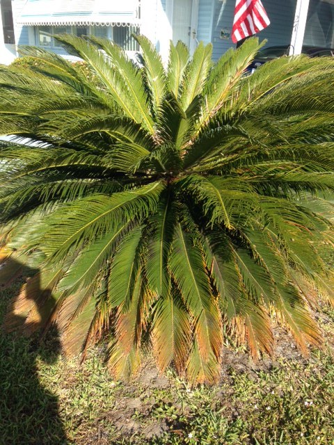 Sago Palm