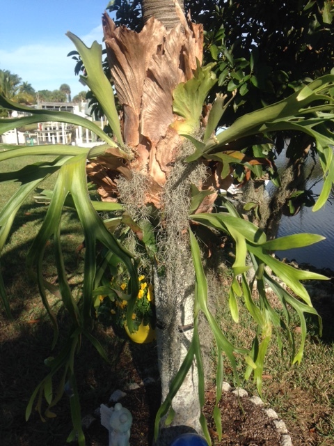 Staghorn Fern